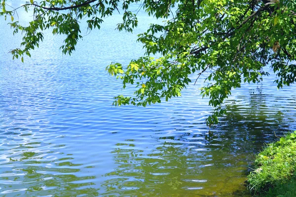 Ast eines Baumes, der sich im Sommer über den See beugt — Stockfoto