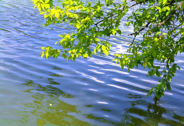 Cabang pohon, membungkuk di atas danau di musim panas — Stok Foto