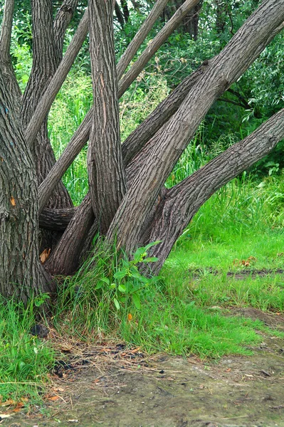 公園 kuzminki の夏の木の幹 — ストック写真
