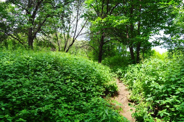 Natuurlijke landschap in de zomer in het park — Stockfoto