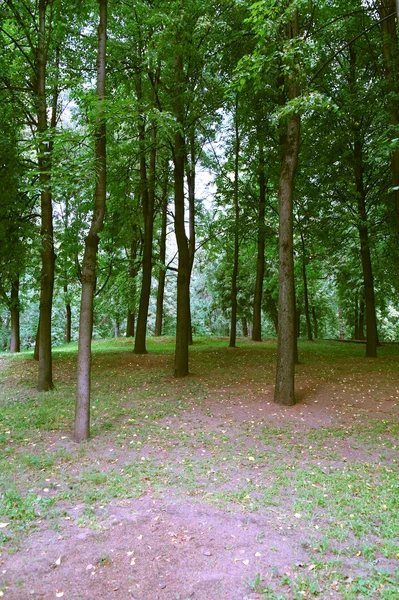 Waldpark im Sommer von Kuzminki, Moskau — Stockfoto