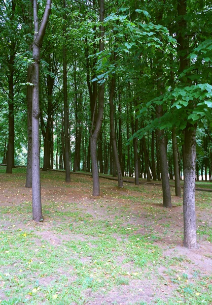 Forest Park i Kuzminki, Moskva – stockfoto