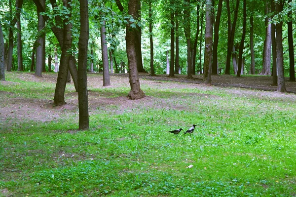 Ravner i skogen om sommeren i parken Kusminki, Moskva – stockfoto