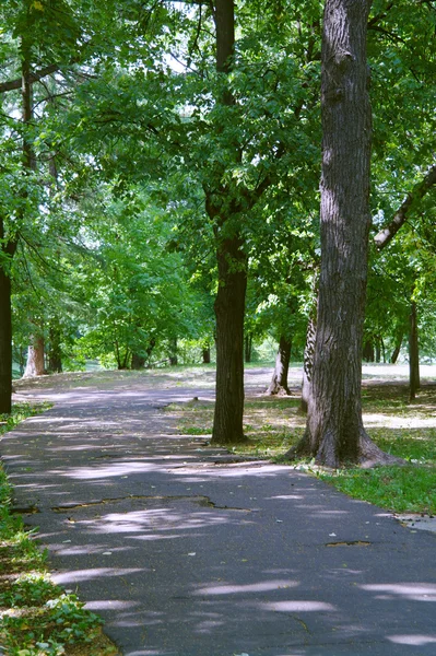 Деревянная пешеходная дорога летом в парке Кузьминки — стоковое фото