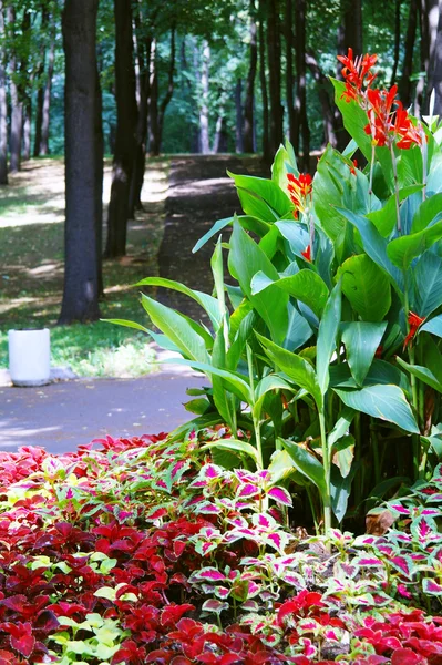 Un macizo de flores con flores en verano en el parque Kuzminki —  Fotos de Stock