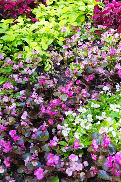公園 kuzminki の夏の花の花のベッド — ストック写真