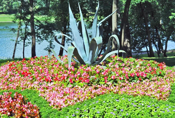 Цветочная клумба с цветами летом в парке Кузьминки — стоковое фото