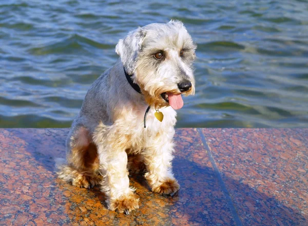 stock image Portrait of a small dog miniature schnauzer near the fountain in the park