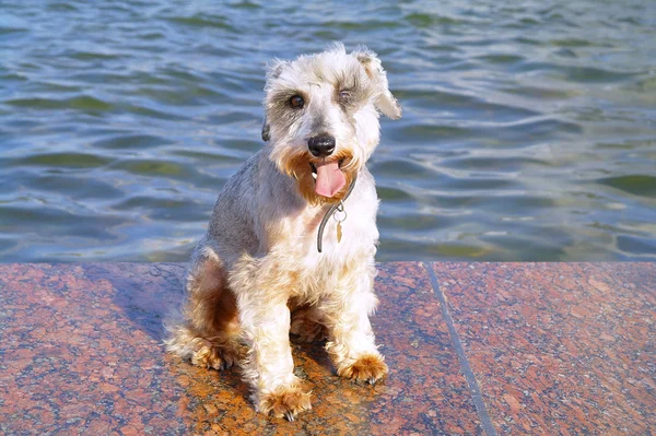 stock image Portrait of a small dog miniature schnauzer near the fountain in the park