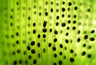 Macro of kiwi with seeds