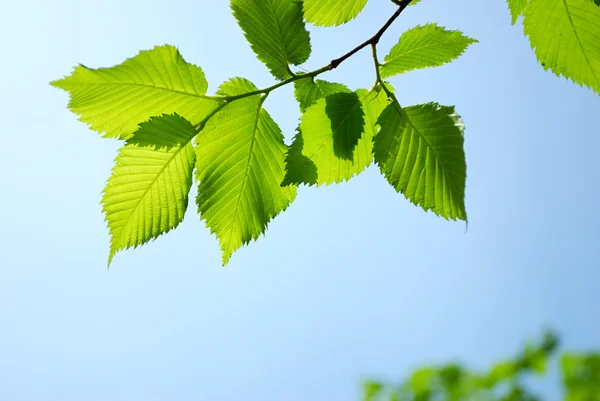 Grüne Blätter auf blauem Himmel Hintergrund — Stockfoto