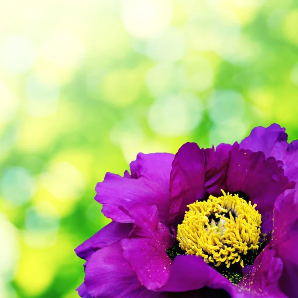 与黄色中间大紫罗兰花 — 图库照片