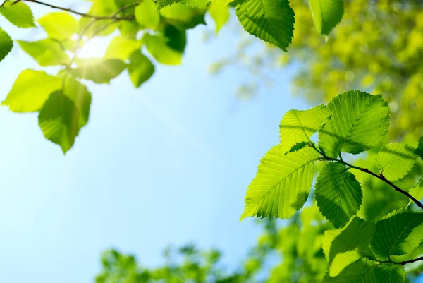 Groene jonge bladeren en zon — Stockfoto