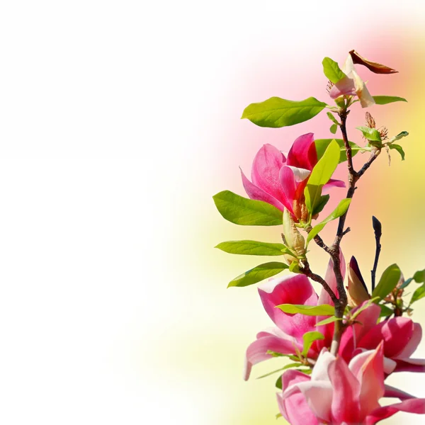 Rama de magnolia y espacio para un texto —  Fotos de Stock