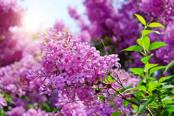 Lilac flowers with green leaves — Stock Photo, Image