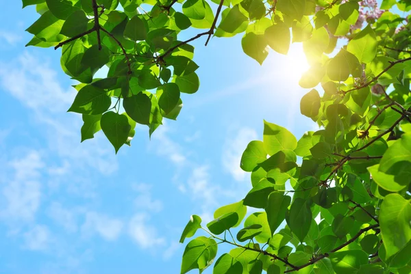 Groene bladeren en zon — Stockfoto