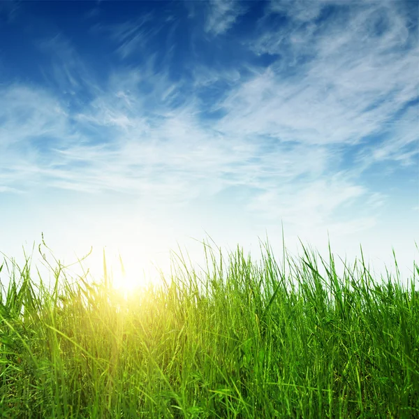 Groene gras en zon stralen — Stockfoto
