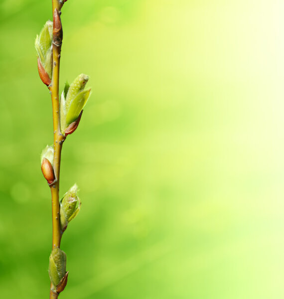 Green new buds on branch