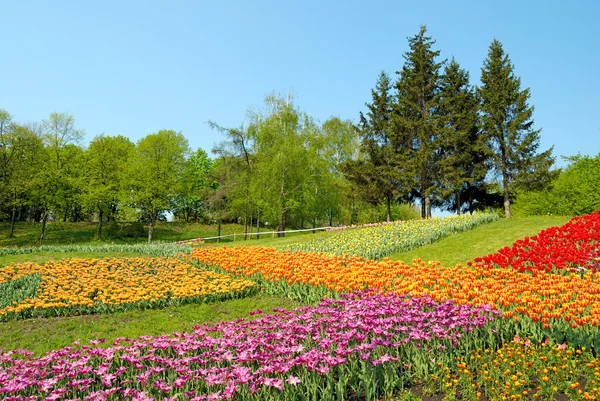 stock image Colourful flowers on green grass