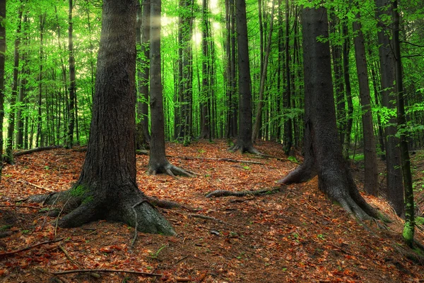 Karpackich lasów i słońce belki — Zdjęcie stockowe
