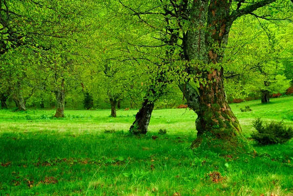Zelený strom a mech. — Stock fotografie