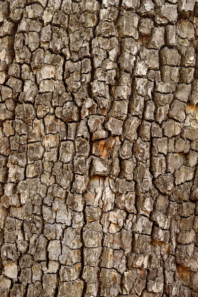 stock image Closeup of tree trunk