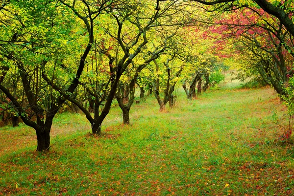 秋のシーズンの木 — ストック写真