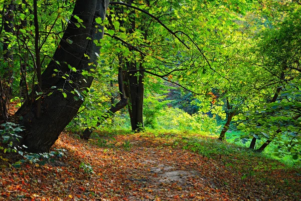 Тропа и листья в осеннем парке — стоковое фото