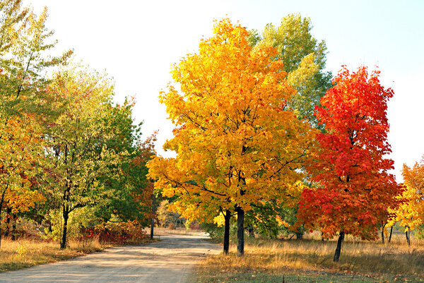 Autumn maple trees