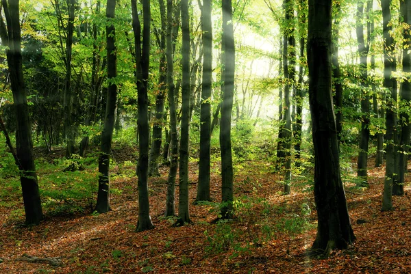 Orman ve güneş ışınları — Stok fotoğraf