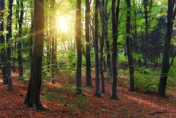 Волшебный лес и солнечные лучи — стоковое фото