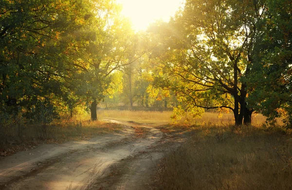 Polní cesta v podzimním parku — Stock fotografie