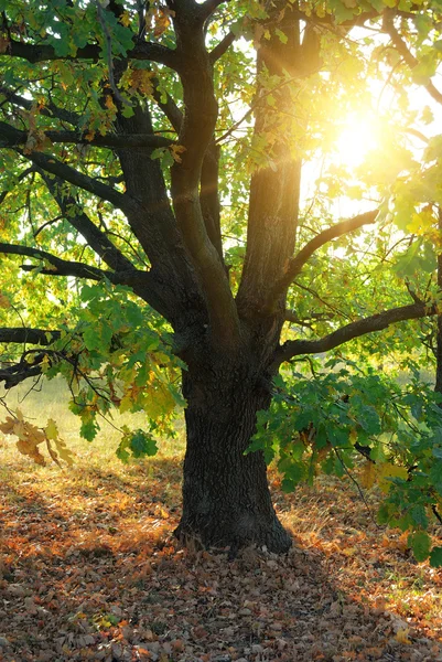 Eiken boom en de zon stralen — Stockfoto