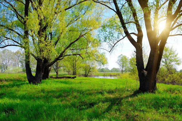 Yeşil bahar ağacı ve güneş — Stok fotoğraf