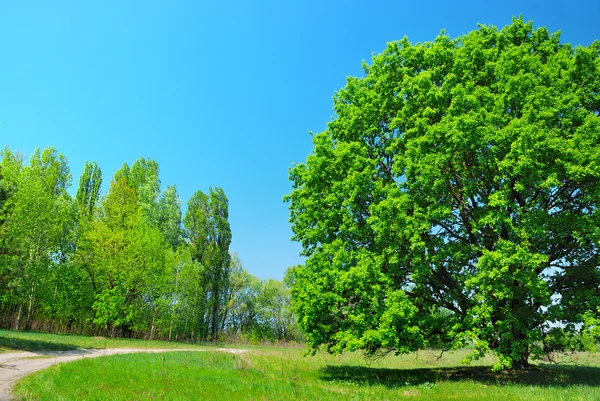 Green tree and blue sky — Stock Photo, Image