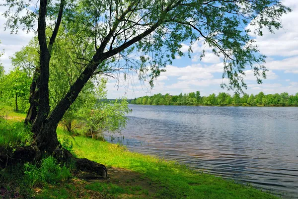 Árvore perto da água do rio — Fotografia de Stock