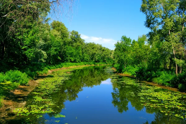 Joki ja vihreät puut — kuvapankkivalokuva