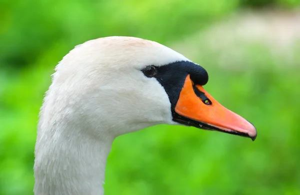 Retrato de cisne blanco sobre verde — Foto de Stock