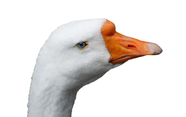 Goose with blue eye and orange beak isolated — Stock Photo, Image