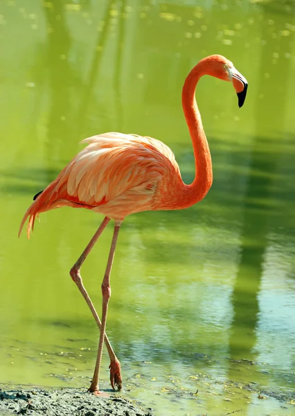 Flamingo in water — Stockfoto