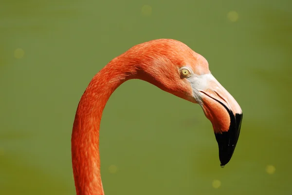 Фламинго крупным планом — стоковое фото