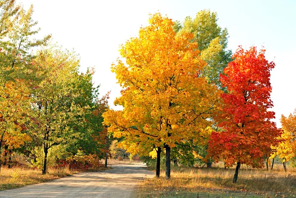 Höstens lönn träd Royaltyfria Stockfoton