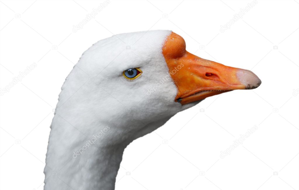Goose with blue eye and orange beak isolated