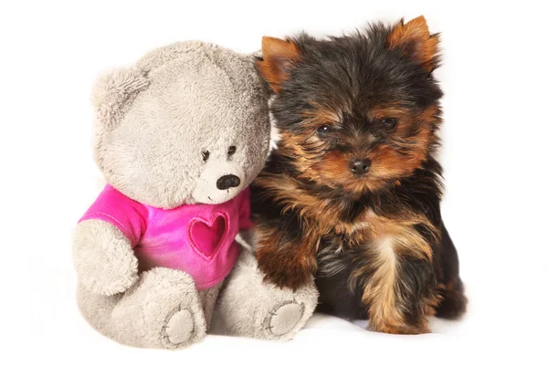 Yorkshire terrier pappy with teddy bear — Stock Photo, Image