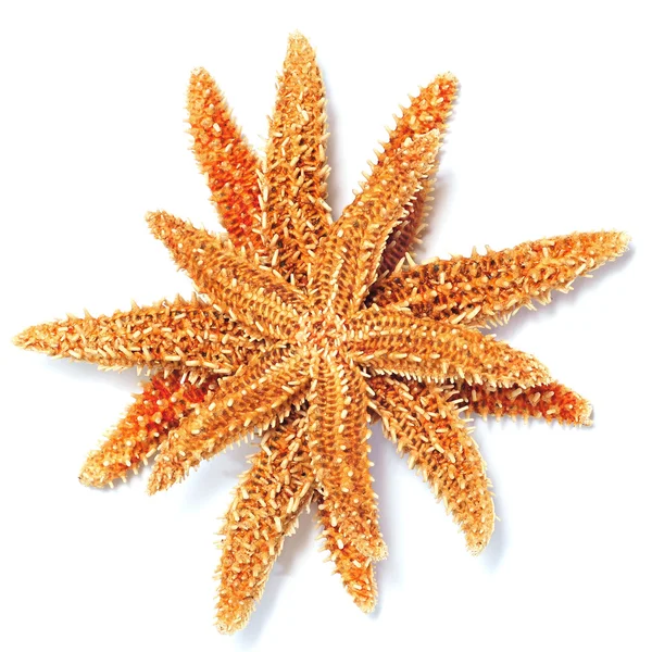 Starfishes — Stockfoto