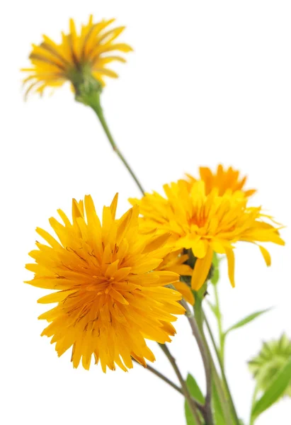 Wild daisies — Stock Photo, Image