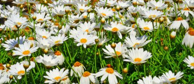 Field of daisies clipart