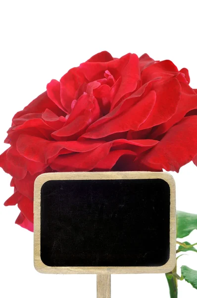 Una rosa rossa — Foto Stock