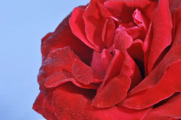 Крупный план красной розы — стоковое фото