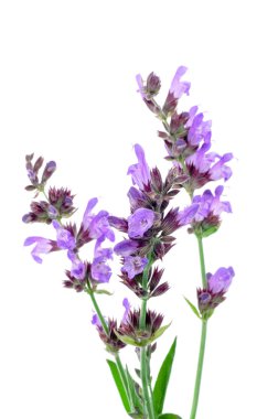 Salvia flowers clipart